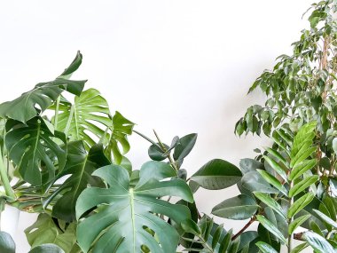 Beyaz arka planda Monstera Deliciosa, Zamiokulkas ve incir ağacı ekin. Şık ve minimalist şehir içi ormanı. Boş beyaz duvar ve kopyalama alanı