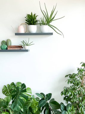 Monstera deliciosa, zamioculcas ve beyaz arka planda incir ağacı. Duvarda bitkiler, sulama kutusu ve tütsü olan raflar. Şık ve minimalist şehir içi ormanı. Boş beyaz duvar, boşluğu kopyala