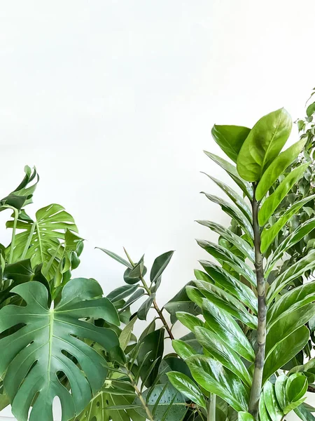 Beyaz arka planda Monstera Deliciosa, Zamiokulkas ve incir ağacı ekin. Şık ve minimalist şehir içi ormanı. Boş beyaz duvar ve kopyalama alanı