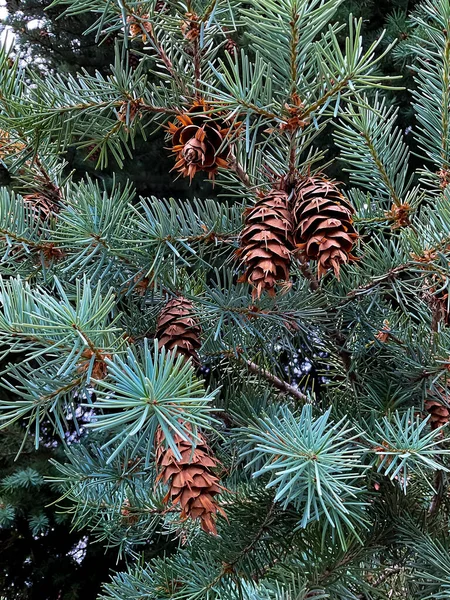 Großaufnahme Von Tannenzapfen Auf Den Ästen Eines Weihnachtsbaums Hochwertiges Foto — Stockfoto