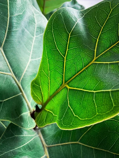 Thuja 緑の木を閉じる 高品質の写真 — ストック写真