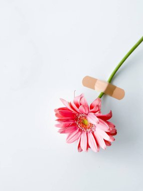 Yamalı pembe gerbera ve yazı veya yazı için boş alan. beyaz arkaplanda izole.