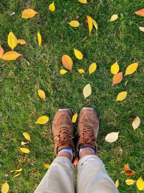 Oval bir şekle sahip sararmış küçük yapraklar çimenlerin, üst görünümün, duvar kağıdının, sonbahar ormanının zemin yüzeyinin üzerinde yatar. Yüksek kalite fotoğraf
