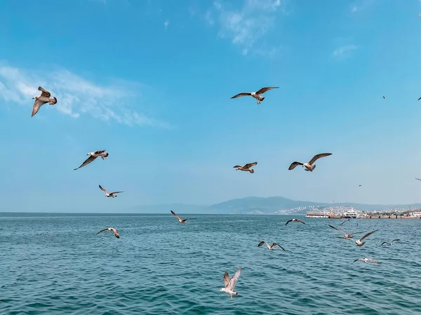 Seagulls Fly Blue Sky Blue Sea Backdrop Mountains High Quality — Stock Photo, Image