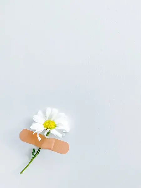 Beyaz arka planda yara bandı olan güzel bir papatya çiçeği. Yazı veya metin için boş boşluk ile