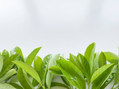 Altında yazı veya yazı için boş alan olan yeşil yapraklar var. Yaz konsepti