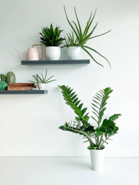 Beyaz arka planda beyaz bir tencerede Zamioculcas. Duvarda bitkilerle dolu raflar, bir sulama kutusu ve tütsü. Bitkilerle şık ve minimalist bir iç mimari..