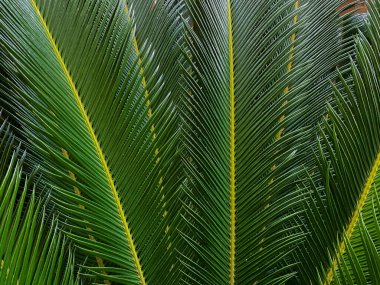 Yeşil bir palmiye yaprağını kapat. Doğal arka plan ve doku. Yüksek kalite fotoğraf