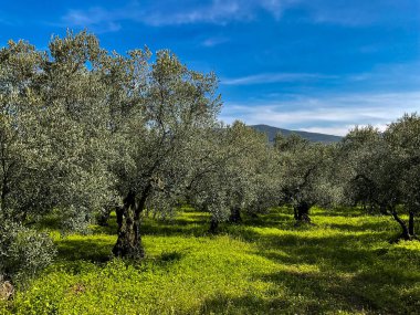 Güneşli bir günde, mavi gökyüzü, yeşil çimenler ve manzara manzaralı, olgun ağaçlarla dolu zeytin koruluğu. Tarım ve Akdeniz doğa kavramı. Yüksek kalite fotoğraf