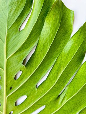 Yeşil canavar yaprakları beyaz arkaplanda. Makro çekimlerde fotokopi alanı. Duvar kağıdı ya da poster için botanik ve tropikal doğa tasarımı. Yüksek kalite fotoğraf