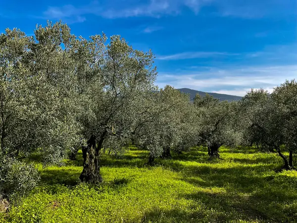 Olive grove with mature trees on sunny day with blue sky and green grass, landscape view. Agricultural and Mediterranean nature concept. High quality photo