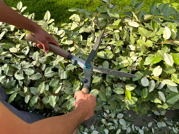 stock image Close up of hands using garden shears to prune lush green bushes during sunny day. Detailed gardening work and plant care. Trimming growing garden fence. High quality photo