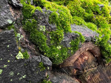 Moss covered tree bark close up with vibrant green textures. Nature background. Natures detail, forest floor life and woodland ecosystem concept for design and print. High quality photo clipart