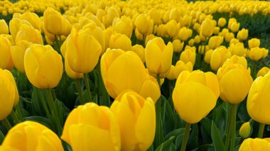 Flowers background. Close up of yellow tulips in full bloom, dense floral display in spring garden, vibrant natural tulip bouquet for horticulture and botanical themes, design and print. High quality clipart