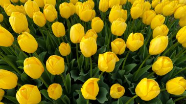 Flowers background. Close up of yellow tulips in full bloom, dense floral display in spring garden, vibrant natural tulip bouquet for horticulture and botanical themes, design and print. High quality clipart