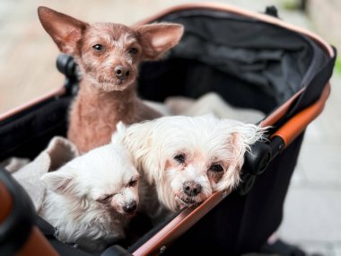 Üç yaşlı küçük köpek bir bebek arabasında dinleniyor..