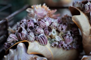 Kabuklu deniz kabuğunun dokulu desenlerini kapatın..