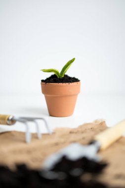 Beyaz arkaplan üzerinde bahçe aletleri ile terra cotta tenceresinde küçük bitki.