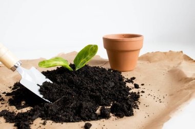 Kahverengi kağıt arka planda malalı ve boş tencereli genç bitki.