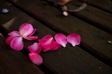 Dağınık pembe kamelya yaprakları kırsal ahşap kalaslarda benekli güneş ışığı altında..