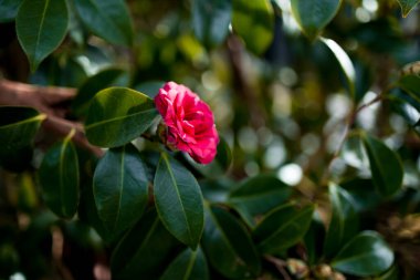 Bahçedeki yemyeşil yaprakların arasında açan pembe kamelya Debbie çiçeği..