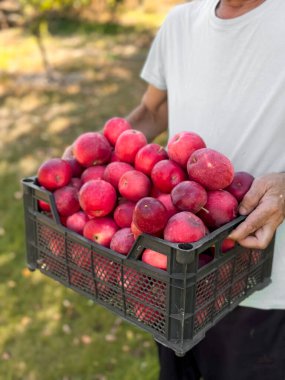 Meyve bahçesinde kırmızı elma kasası tutan adam..