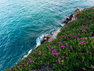 Pembe çiçekli kıyı manzarası ve turkuaz okyanusa karşı kayalık kıyı şeridi.