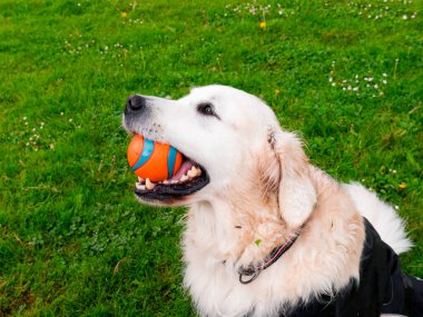 Golden retriever yeşil çimlerin üzerinde turuncu topla oynuyor..