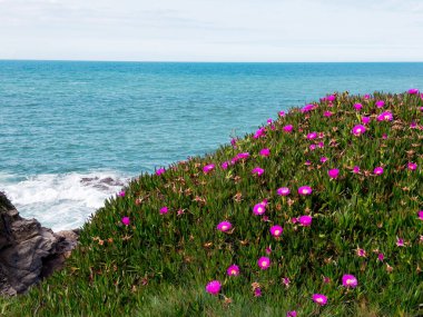 Sakin okyanus dalgalarına tepeden bakan canlı kıyı çiçekleri.