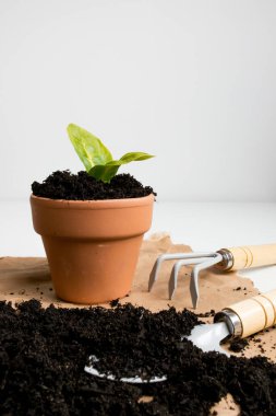 Beyaz arka planda toprak ve bahçe aletleri ile terra cotta tenceresinde genç bitki.