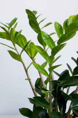 Yeşilli yeşil zamioculcas yaprakları beyaz arkaplandaki sapların üzerinde.