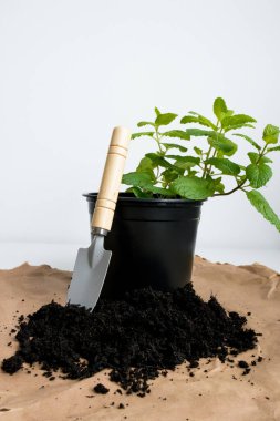 Kahverengi kağıt üzerinde bahçe malası ve toprak olan siyah saksıda nane bitkisi..