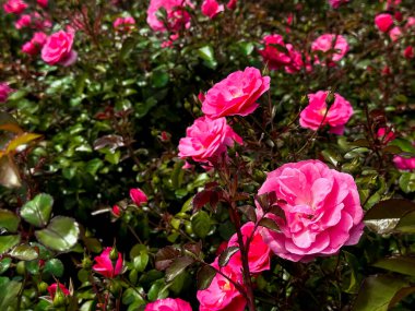 Canlı pembe güller yemyeşil bahçede çiçek açıyor. Yüksek kalite.