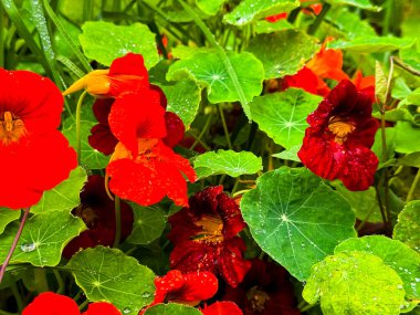 Çiy taneleri arasında canlı kırmızı ve turuncu nasturtiyum çiçekleri yeşil yaprakları öptü. Yüksek kalite.