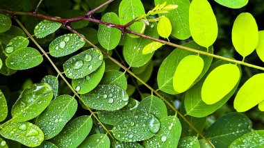 Yağmurdan sonra yeşil yaprakları su damlacıklarıyla kapatın. Yüksek kalite.