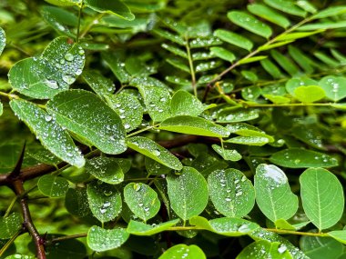 Doğal bahar bahçesinde yemyeşil yaprakların üzerine yağmur damlaları. Yüksek kalite.
