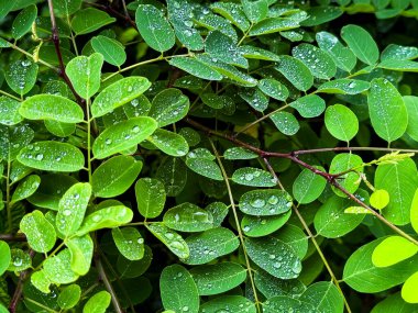 Canlı yeşil yapraklar ve yemyeşil bir bahçe sahnesinde taze yağmur damlaları. Yüksek kalite.