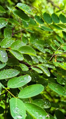 Parlak güneş ışığında çiğ damlaları olan canlı yeşil yapraklar. Yüksek kalite.