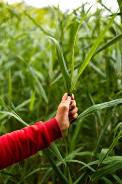 Kırmızı kollu el, yemyeşil uzun otları yemyeşil tarlada tutuyor. Yüksek kalite.