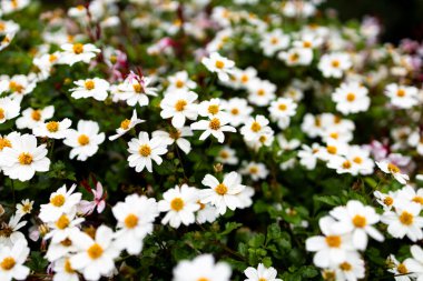 Canlı bir bahçe ortamında çiçek açan beyaz papatyalar. Yüksek kalite.