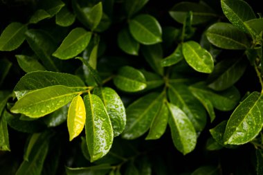 Doğal ortamında su damlacıkları olan canlı yeşil yapraklar. Yüksek kalite.