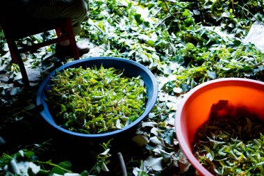 Mavi ve kırmızı sepetlerde ıhlamur tomurcukları ve yapraklar topluyor. Yüksek kalite.