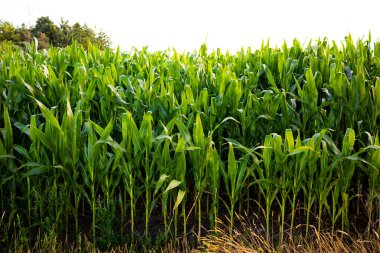 Berrak gökyüzünün altında canlı yeşilliklerle yemyeşil mısır tarlası. Yüksek kalite.