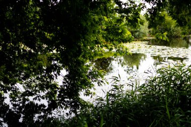 Bereketli yeşil ağaçlar ve nilüferlerle sakin göl manzarası. Yüksek kalite.