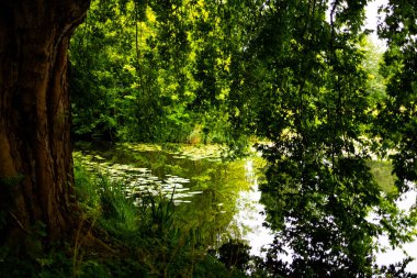 Bereketli yeşillik ve sakin yansımalarla dolu sakin orman göleti. Yüksek kalite.