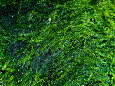 Kayalık yüzeyde yemyeşil yosun dokusu var. Yaklaş. Yüksek kalite.