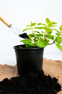 Nane ekimi. Siyah tencerede taze yeşil nane, toprak ve kahverengi kağıttan arka planda küçük kürek. Yüksek kalite.