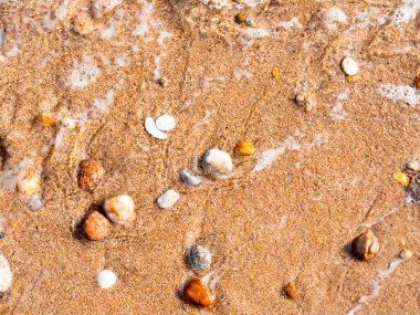 Güneşli bir sahil şeridinde ıslak kum ve canlı deniz kabukları. Yüksek kalite.
