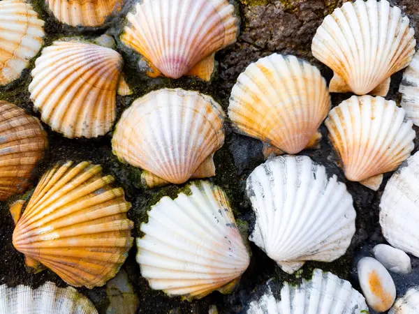 Kayalık bir yüzeydeki canlı deniz kabuklarının yakın görüntüsü. Yüksek kalite.