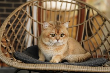 Sandalyede oturan kızıl kedi. Açık havada dinlenen kocaman yeşil gözleri olan İngiliz altını..